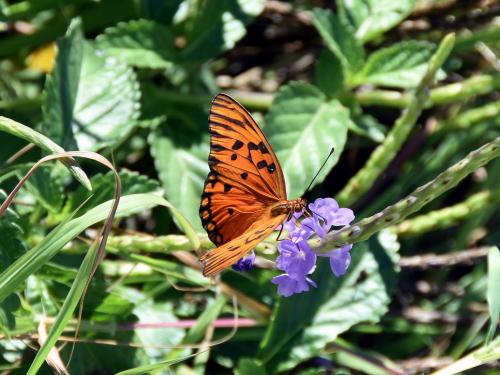 Réf. 245 824 : Agraulis vanillae